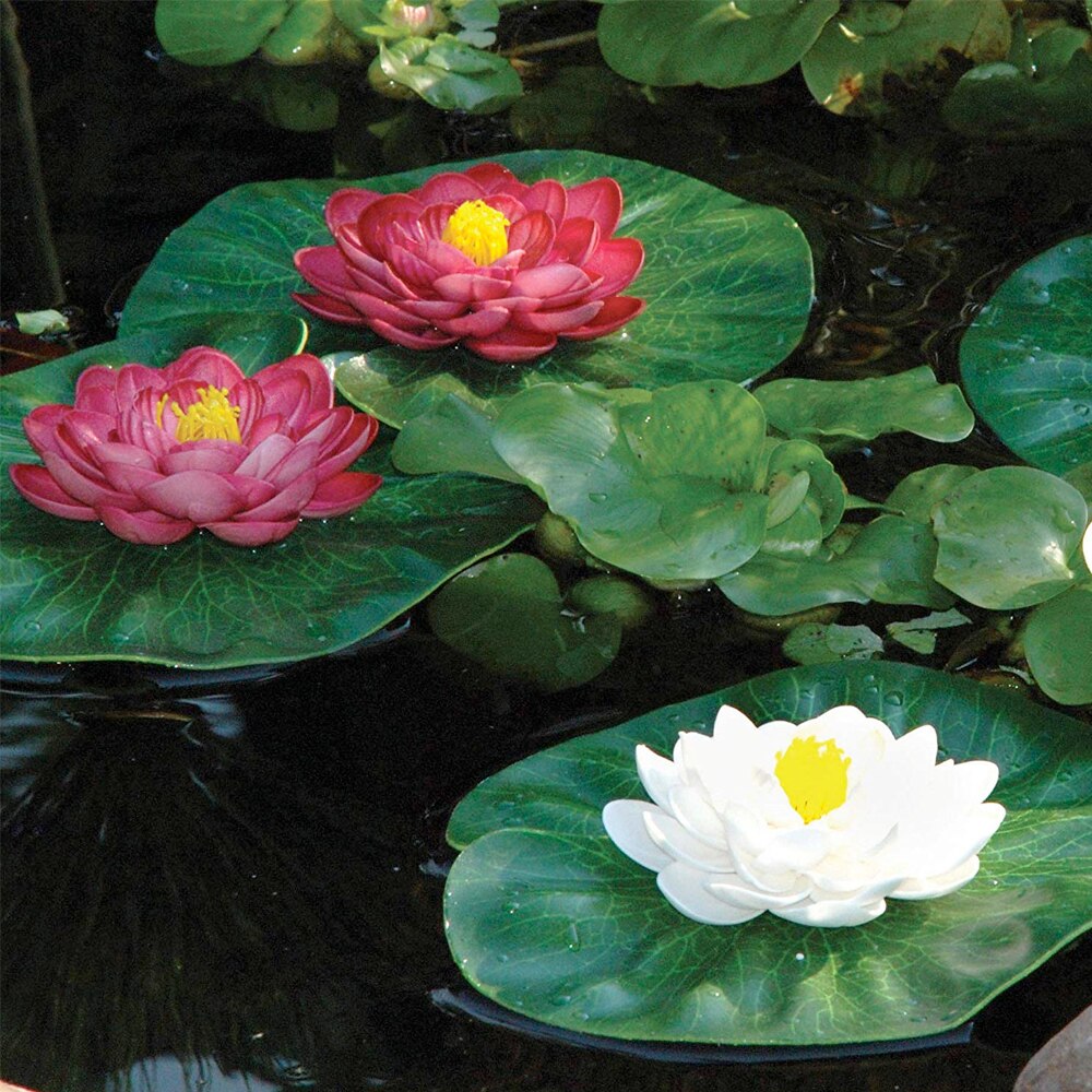 Oase Floating Lily Pad Variety Pack